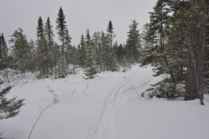 Ski tracks on snow in winter forest
