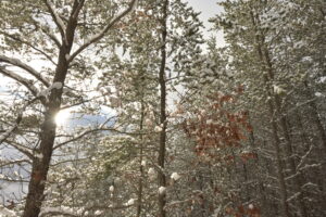 Sun beams behind a tree in winter forest